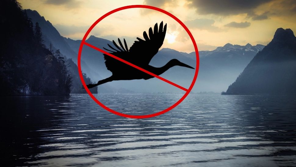 Pasărea care nu zboară niciodată deasupra apei. FOTO: Pixabay/Colaj Realitatea