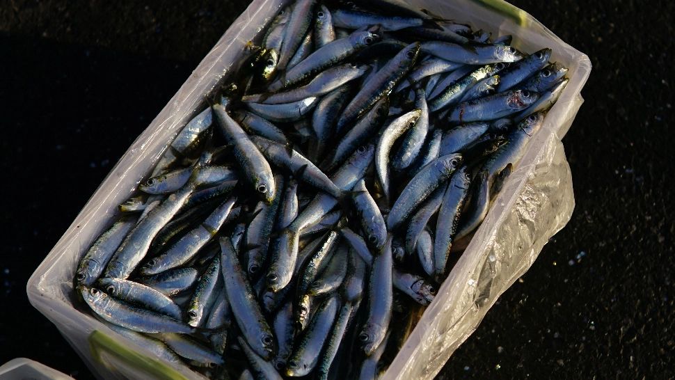 Cel mai sănătos pește. Curăță vasele de sânge și ține colesterolul sub control