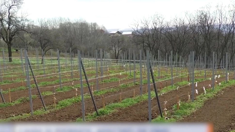 Scumpiri de până la 100%. Frigul a distrus recoltele de fructe