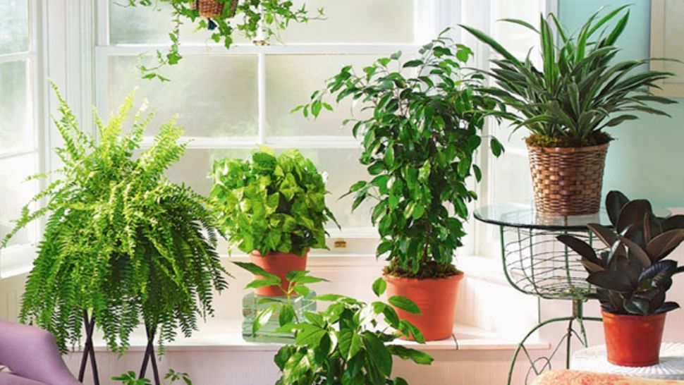 Planta minune care purifică aerul