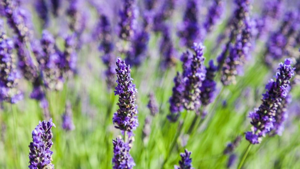 Movul de care nu te vei mai sătura! Când se plantează lavanda și de ce aspecte trebuie să ții cont: vei avea curtea plină culoare și parfum/ profimedia