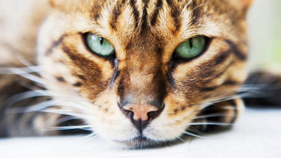 Visezi pisici? Cum interpretează asta specialiștii: detalii surprinzătoare/ Profimedia