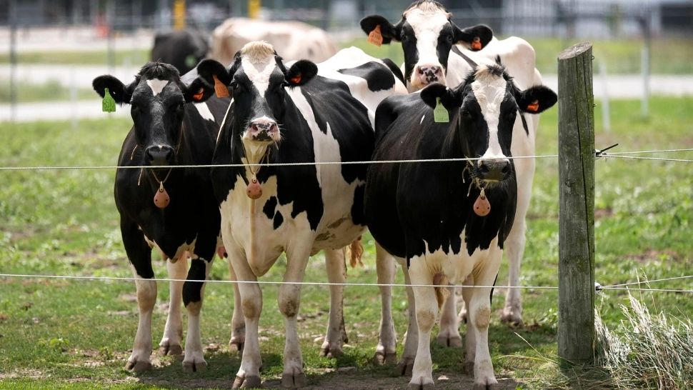 România activează mecanismele de urgență în sectorul zootehnic. Foto: Profimedia