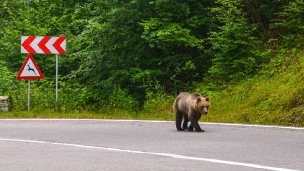 Un urs și-a făcut apariția în Prahova. Populația, avertizată prin mesaj RO-ALERT