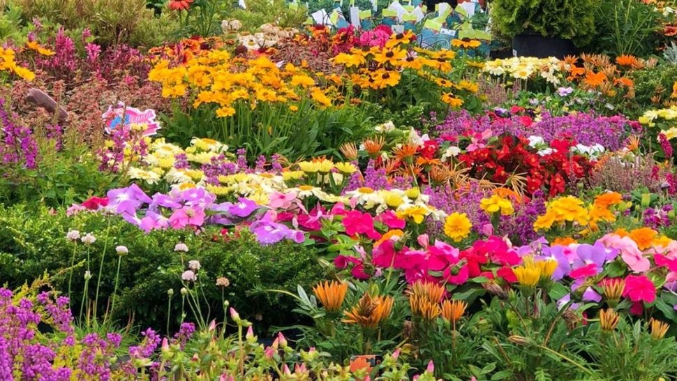 Ce flori de grădină rezistă fără probleme pe perioade de caniculă