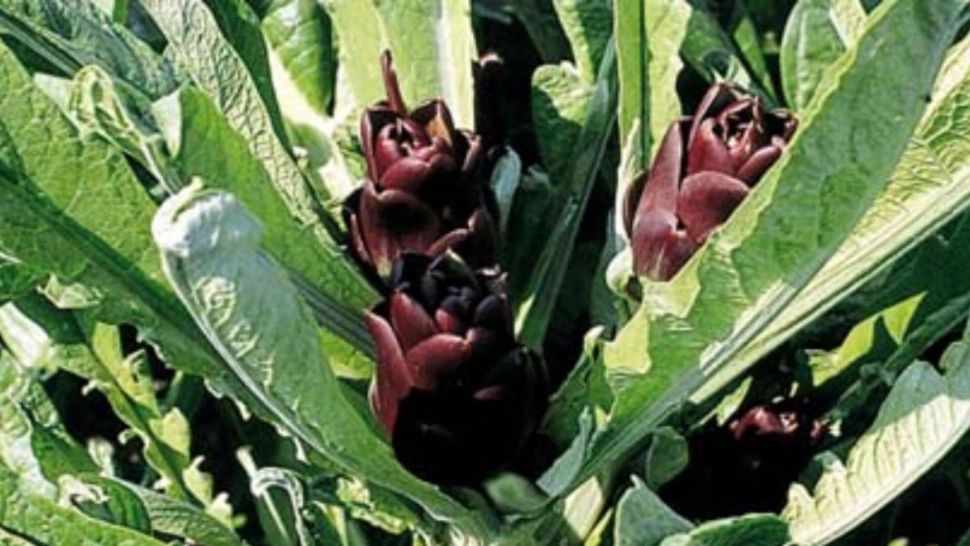 Cum arată leguma violet care a devenit delicatesă rară. Sezon scurt, preț mare și pericol de contrafacere: unde se găsește Castraùra?