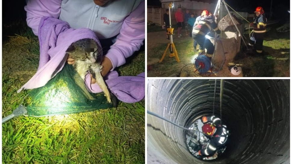 Două pisici, salvate de pompieri dintr-o fântână. Pluteau pe o bucată de polistiren- FOTO