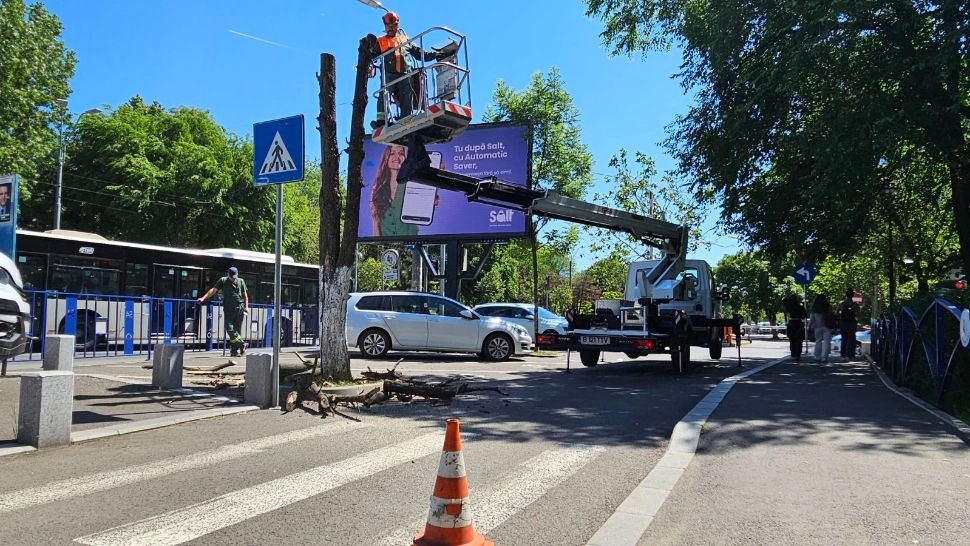În sectorul 4 au început defrișările. Peste 1400 de arbori uscați sau aflați în declin biologic urmează să fie îndepărtați