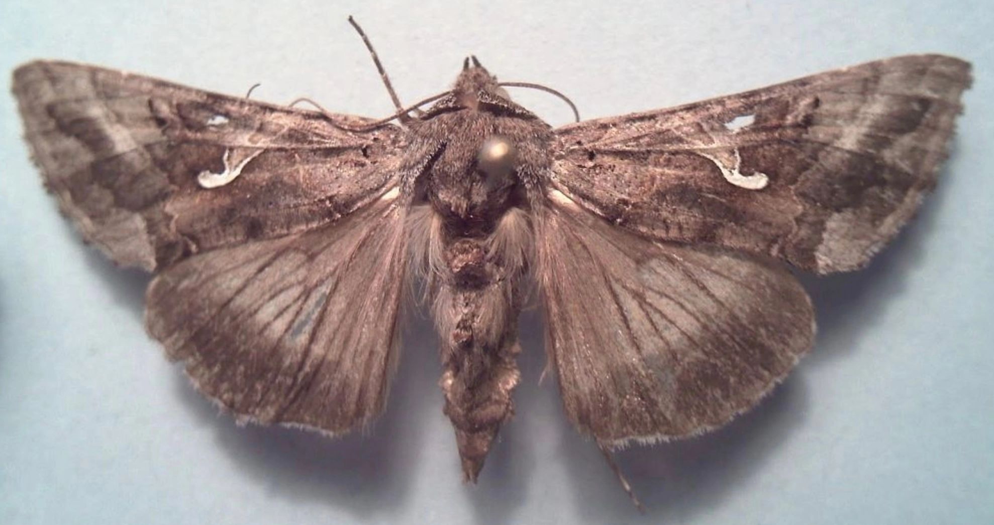 Invazie de fluturi, la Stadionul Giulești, din Capitală. Locuitorii din zonă, terorizați de insecte: "Situația pare scăpată de sub control!"