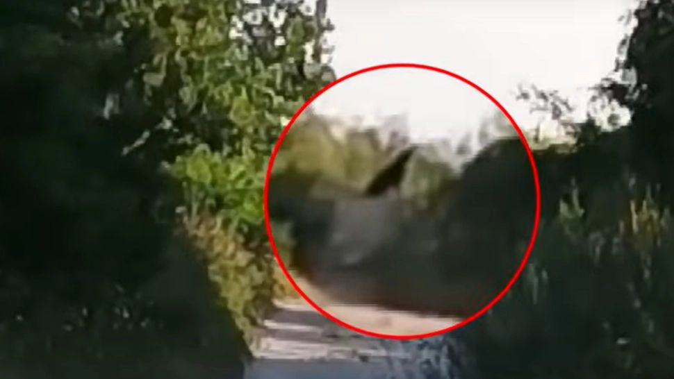 Panternă neagră, aflată în libertate în Bulgaria, este tot mai aproape de granița cu România. Autorătățile din țara vecină sunt în alertă - VIDEO