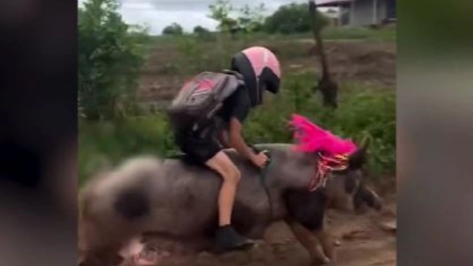 Un copil din Brazilia merge la școală călare pe porc - VIDEO