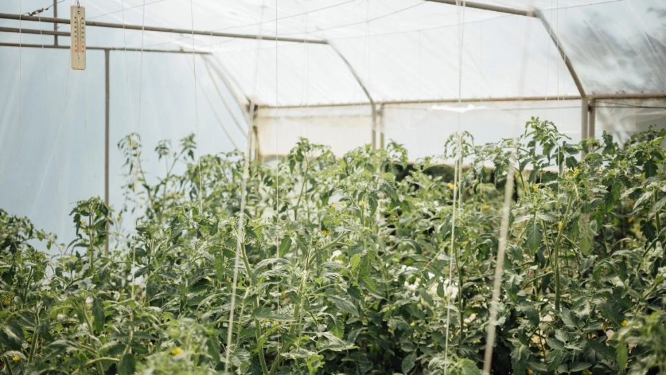 Guvernul a eliminat una dintre cele mai cunoscute facilități din agricultură