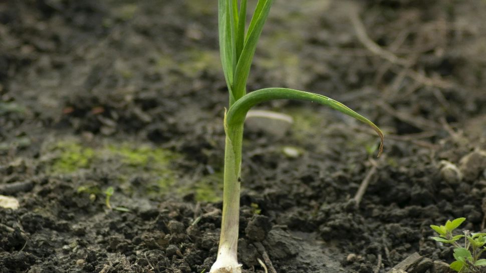 Planta cu efect de antibiotic. Este folosită în medicina tradițională de secole, dar efectele sale sunt demonstrate acum de știință