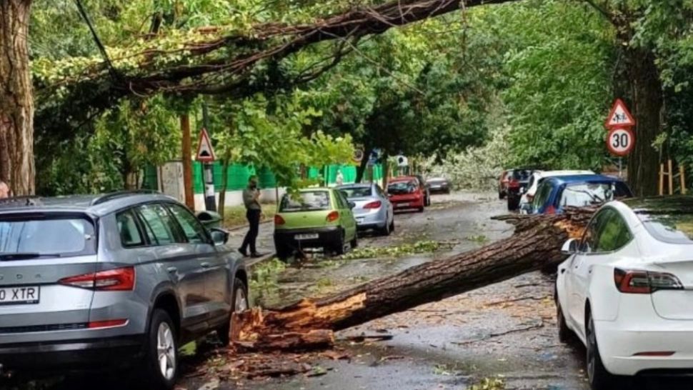 Copaci doborâți de vânt (arhivă)