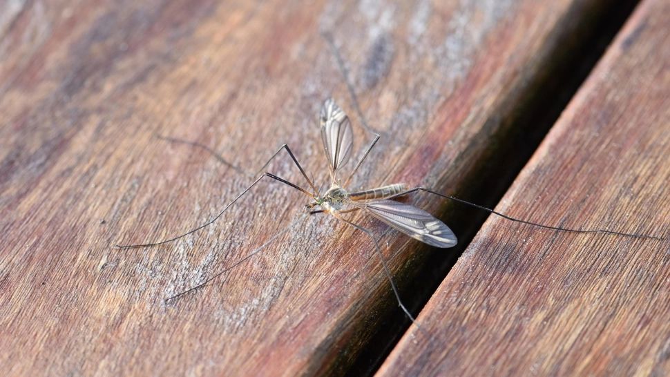 Clujenii cer intervenția urgentă a autorităților: un mare cartier a fost invadat de insecte agresive