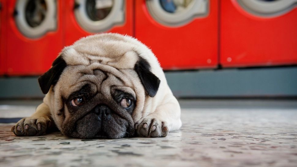 Top 5 rase de câini care suportă cu greu temperaturile ridicate: cum îi ajuți să facă față mai ușor vremii caniculare/ Profimedia