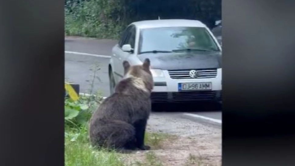 Anchetă: șoferul care părea că vrea să lovească ursul, cercetat