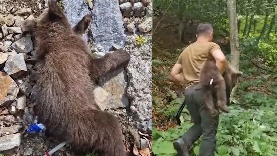 Unul dintre ursuleții orfani de pe Transfăgărășan a fost prins, ceilalți 2 sunt de negăsit. Mama lor a fost împușcată după ce a ucis un turist imprudent - VIDEO