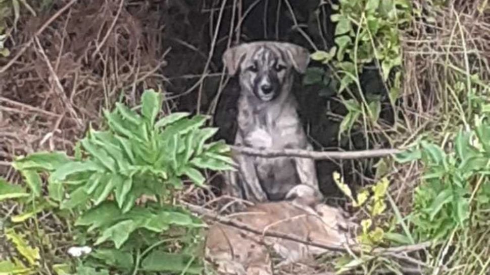 Doi bărbați, amendați cu 24.000 de lei pentru abandonarea unor câini 