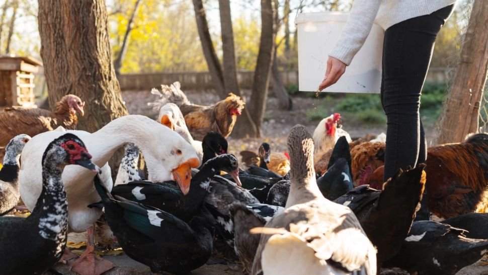 Câte animale poți crește în curtea casei fără să încalci legea. Reguli ascunse pe care puțini le știu