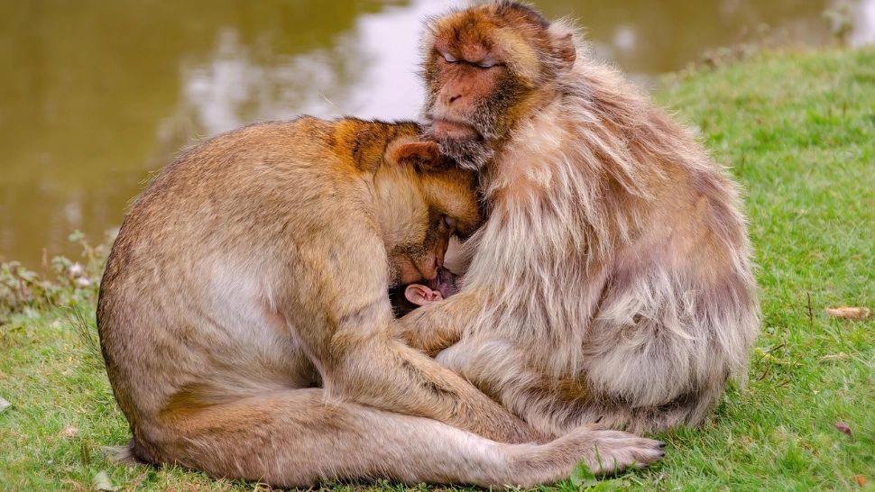 Căldura apocaliptică decimează fauna planetei: maimuțe prăbușite din copaci și miliarde de viețuitoare marine arse de soare