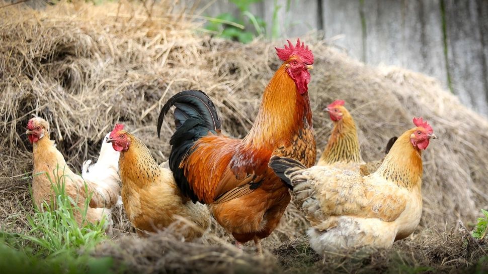 Câte găini ai voie să crești dacă stai la oraș? Iată ce spune legea românească despre păsările de curte