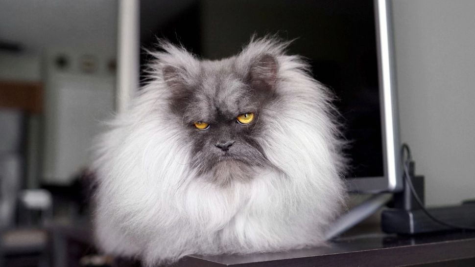 Pisicile pot face Alzheimer, iar afecțiunea se dezvoltă și evolueaza în mod similar ca la oameni