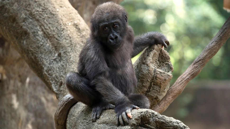 Gorila cu degete de om a devenit atracția unei grădini zoologice. Vizitatorii sunt fascinați, dar unii mărturisesc că simt și un sentiment de teamă -  FOTO