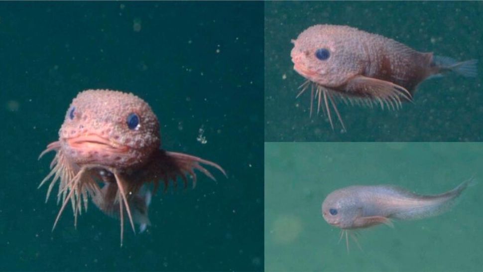 Descoperire neobișnuită în adâncuri: un pește roz care seamănă cu Labubu i-a uimit cercetători