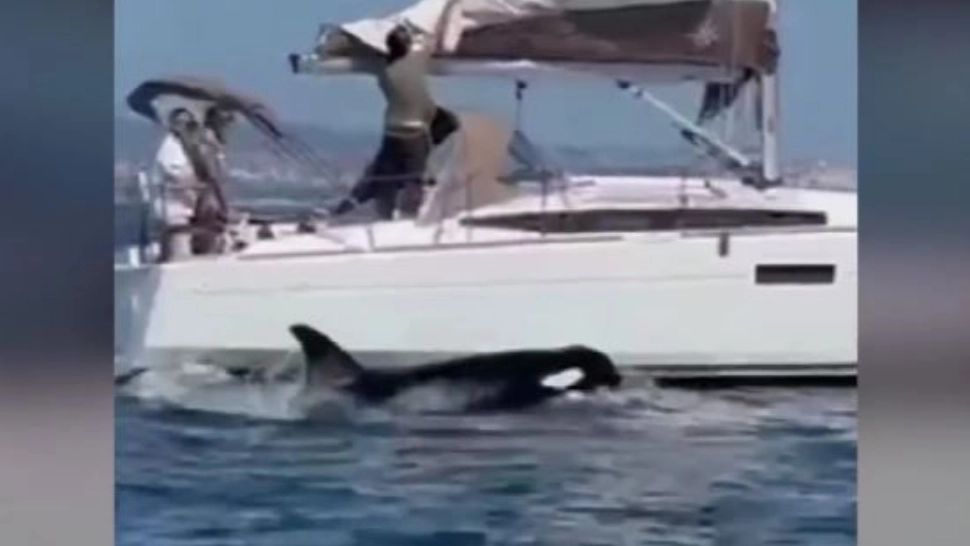 Șocant: iaht cu 5 persoane la bord, atacat de balene ucigașe