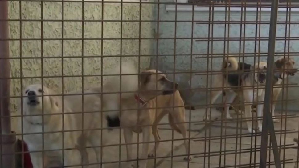 Coșmarul unor locatari din Brașov: 27 de câini ținuți într-o casă de 80 mp. Evacuarea a fost cu scandal