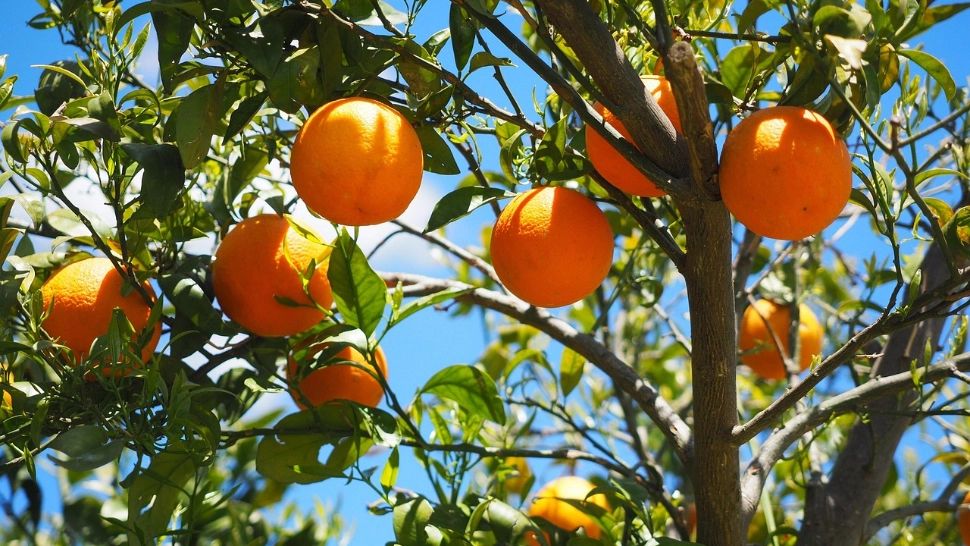 Ce salariu are un român la cules de portocale în Spania? Sezonul 2025 aduce mii de locuri de muncă în agricultură