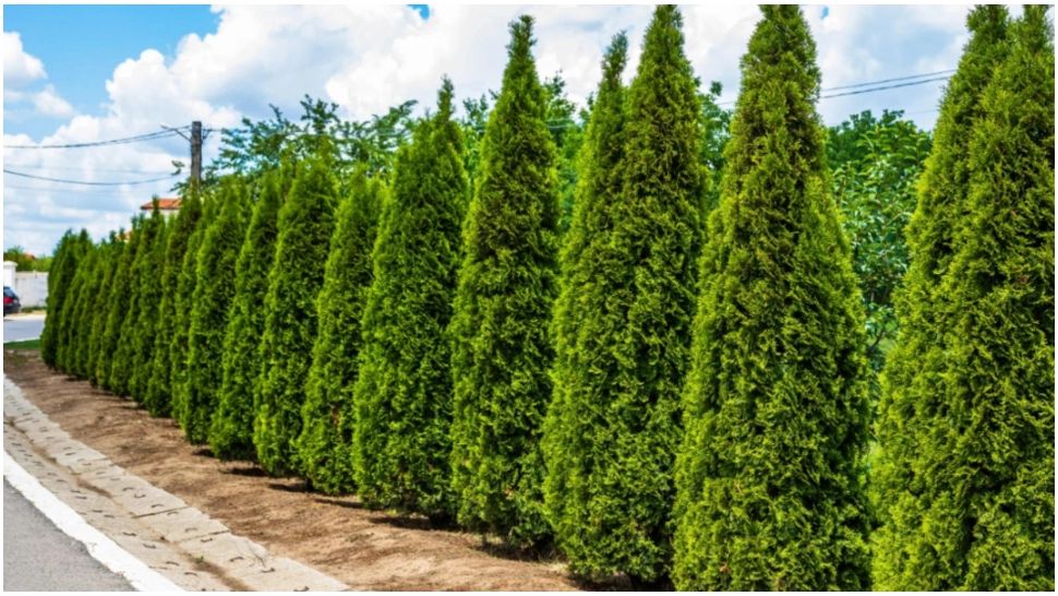 Arborii ornamentali cu care poți să înlocuiești tuia.