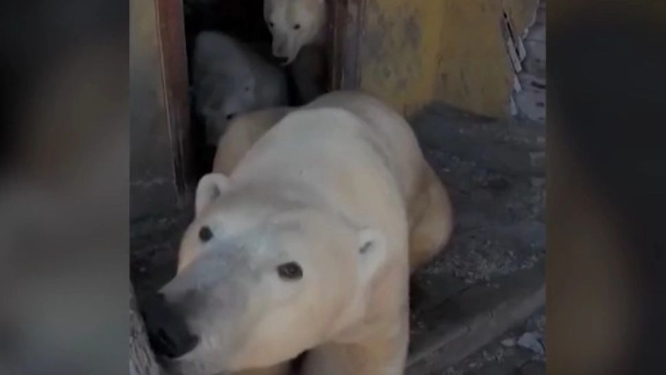 Urșii polari au pus stăpânire pe o bază abandonată de ruși - VIDEO