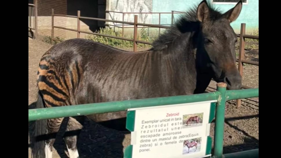 Un animal mai neobișnuit a devenit atracția grădinii zoologice din Suceava