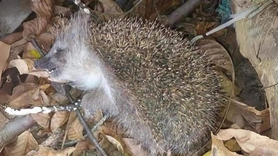 Atenție la aricii "morți”: chiar dacă par fără suflare, altceva li s-a întâmplat