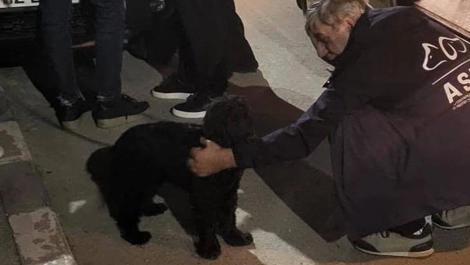 Bărbatul care și-a bătut câinele în sectorul 3, pus sub urmărire penală. Animalul a fost salvat și se află în grija autorităților