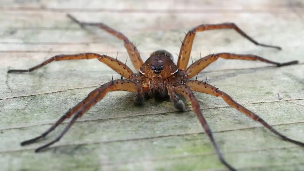 Panică în Marea Britanie: Specia de păianjen GIGANT care poate mănânca și pești a reapărut în locuințe