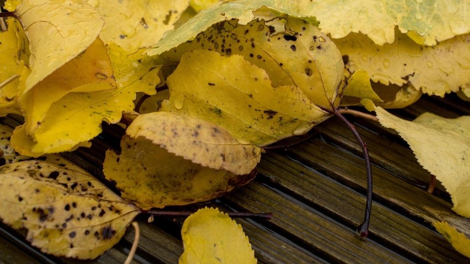 Ce înseamnă „confuzia ciclului vegetativ”? Un fenomen meteo periculos va lovi România