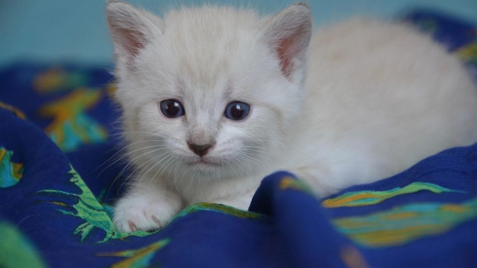 Caz revoltător în Galați: un bărbat a fost arestat după ce a aruncat un pui de pisică în sobă