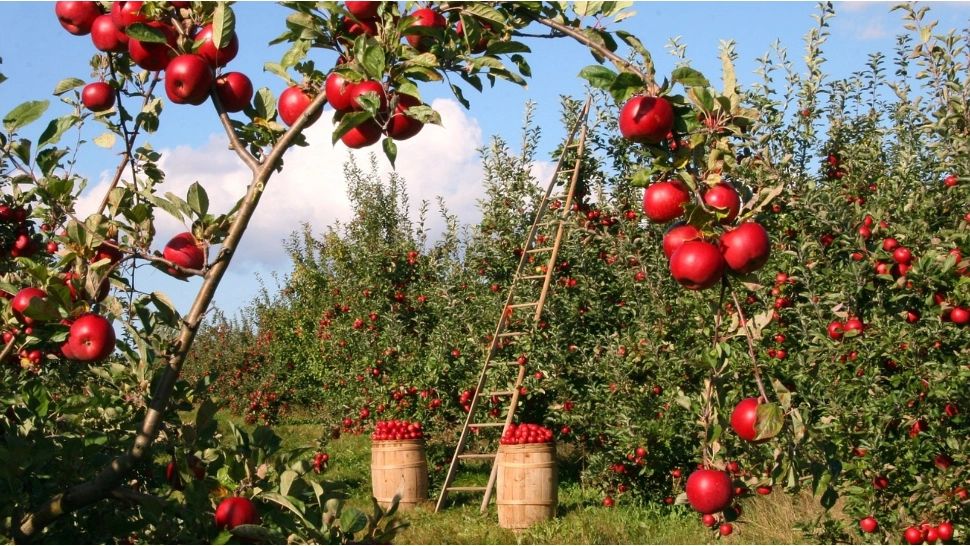 Când trebuie să plantezi merii ca să te bucuri de o recoltă bogată. FOTO: Pixabay