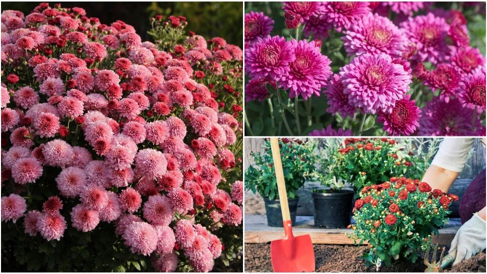 Ce trebuie să faci cu crizantemele la finalul lunii noiembrie