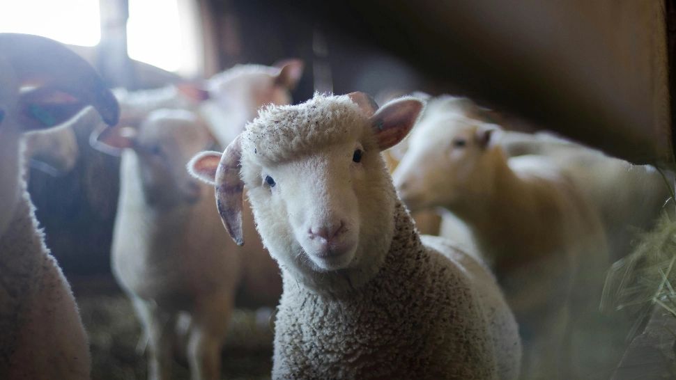 Iarna scumpirilor lovește fermele. Crescătorii de animale se confruntă cu scumpiri în lanț