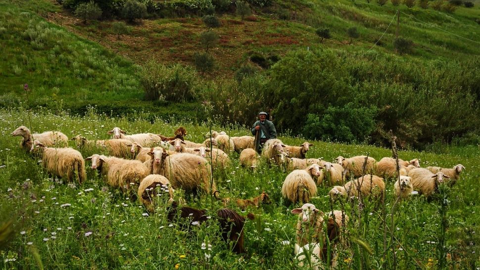 Crimă la o stână din Caraș-Severin: un cioban de 64 de ani, ucis în urma unui conflict izbucnit între colegi