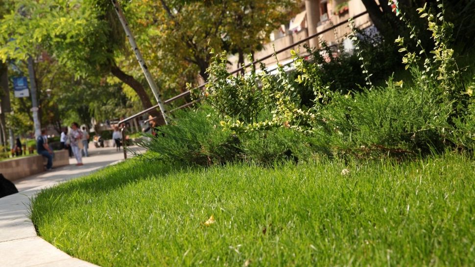 Primarul Sectorului 3 salută inițiativa Ministerului Mediului de înăsprire a sancțiunilor pentru distrugerea spațiilor verzi urbane