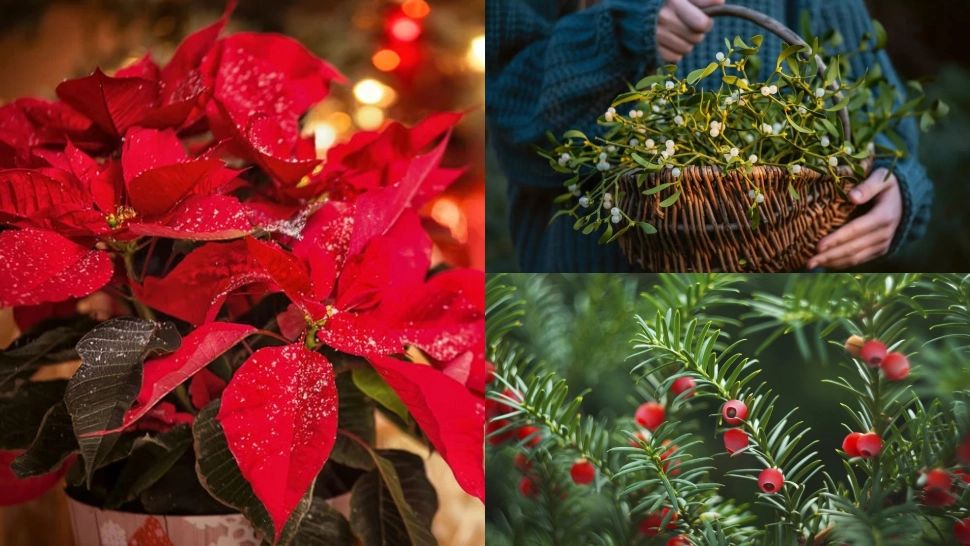 Plantele din aranjamentele de Crăciun care îți pot pune în pericol sănătatea