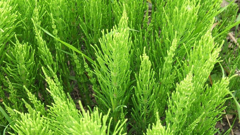 Planta care protejează grădina și are utilizări medicinale