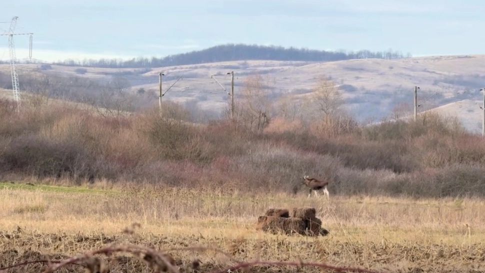 Un elan a fost zărit în pădurile din județul Hunedoara.