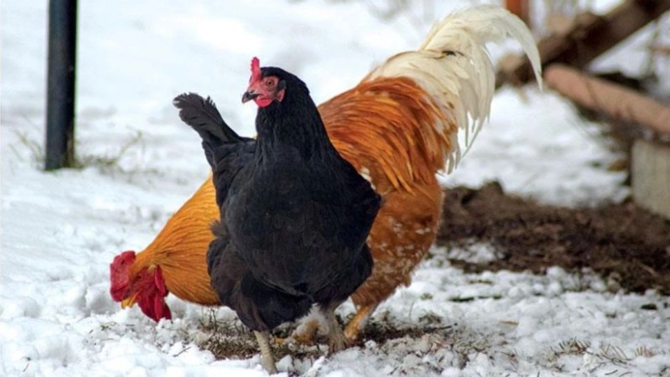 Cum să îți faci găinile să producă mai multe ouă iarna