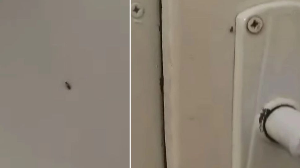 Gândacii colcăie în voie în Spitalul Municipal Sebeș